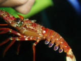 img0011.jpg