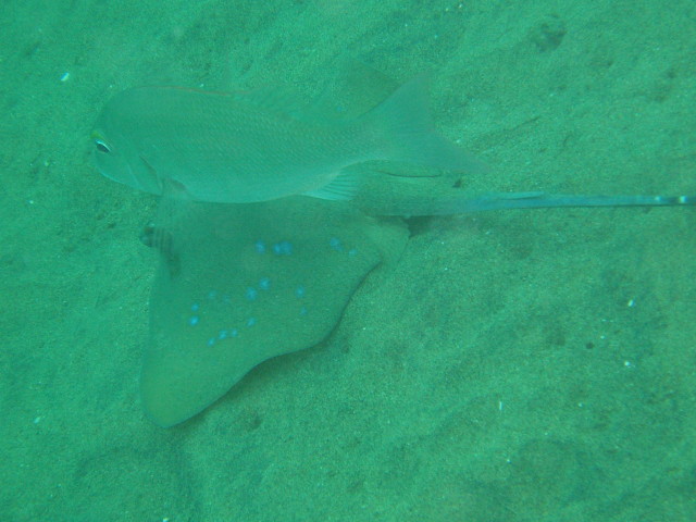 img0000.jpg