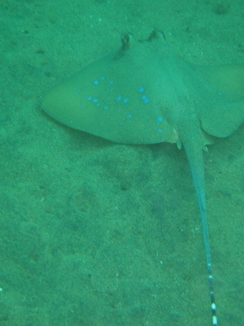 img0001.jpg