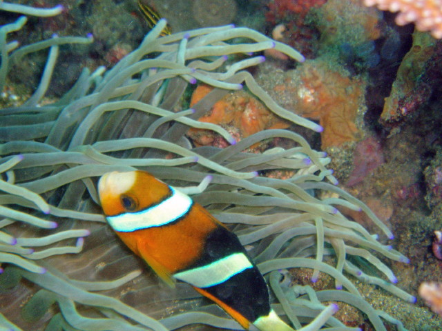 img0003.jpg