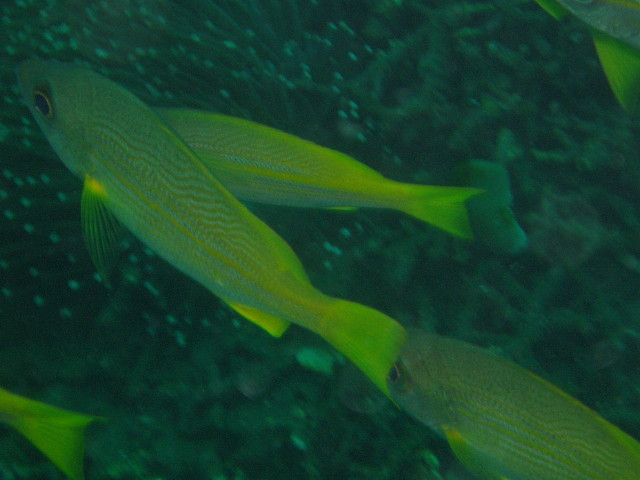img0011.jpg