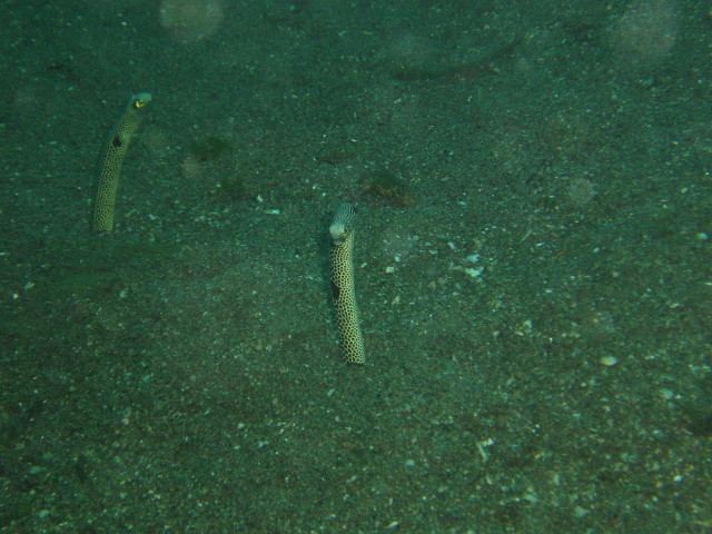 img0018.jpg