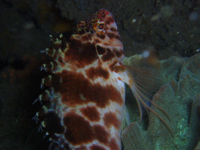 img0021.jpg