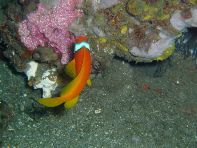 img0029.jpg