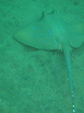 img0001.jpg