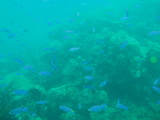 img0005.jpg