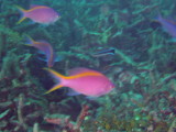 img0007.jpg