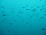img0008.jpg
