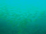 img0010.jpg