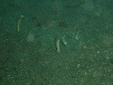 img0019.jpg