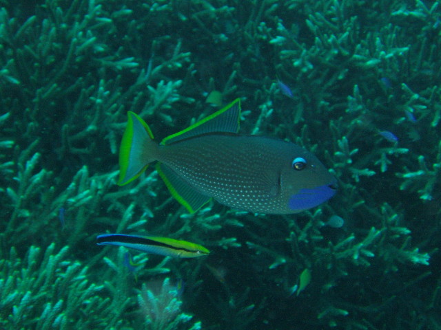 img0013.jpg