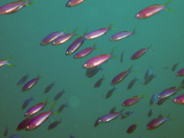 img0016.jpg