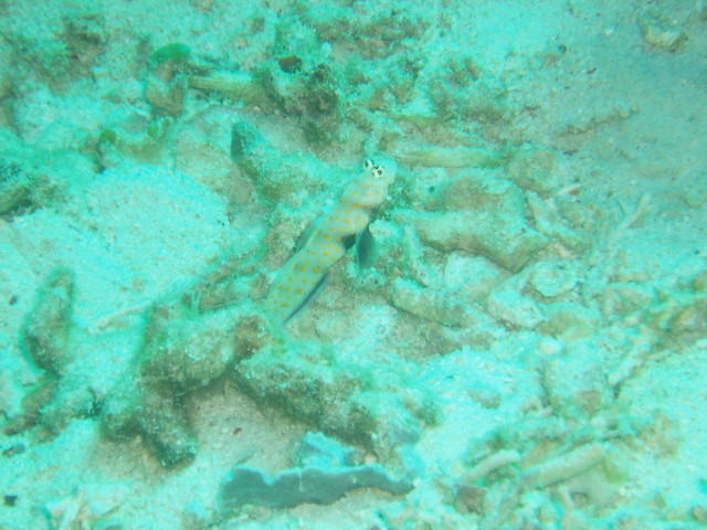 img0017.jpg