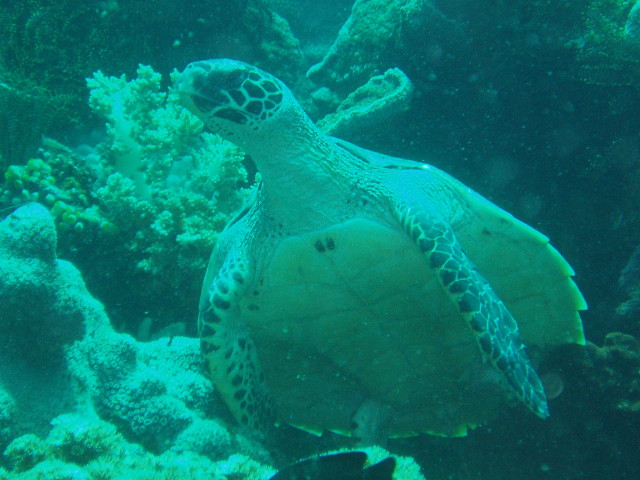 img0018.jpg