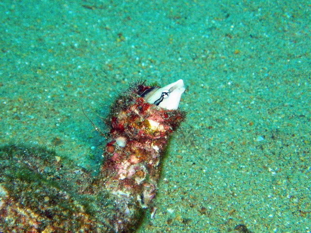 img0031.jpg