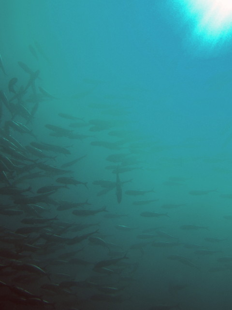img0038.jpg