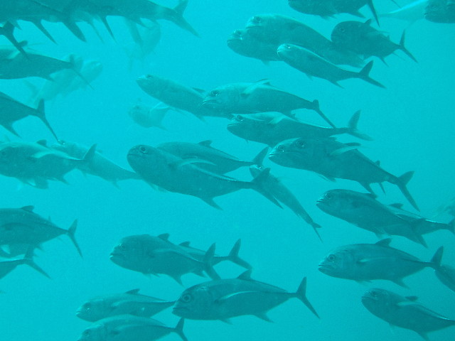 img0039.jpg