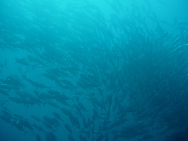 img0042.jpg