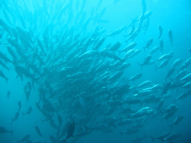 img0043.jpg