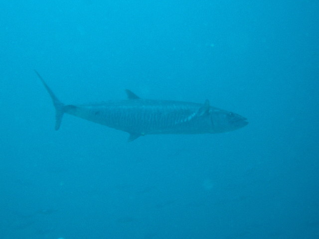 img0048.jpg