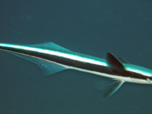 img0049.jpg