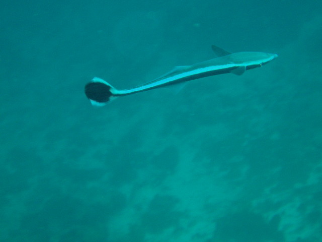 img0050.jpg