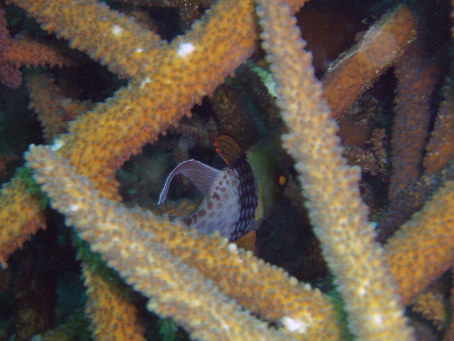 img0052.jpg