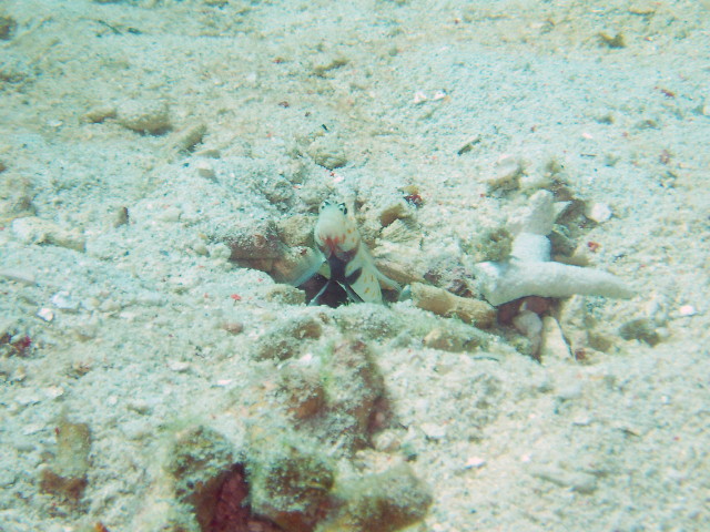 img0059.jpg
