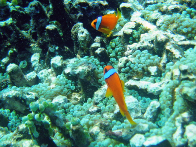 img0068.jpg