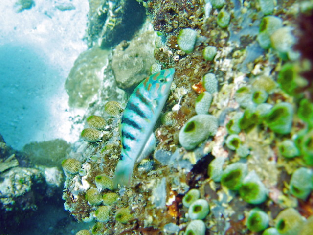 img0071.jpg