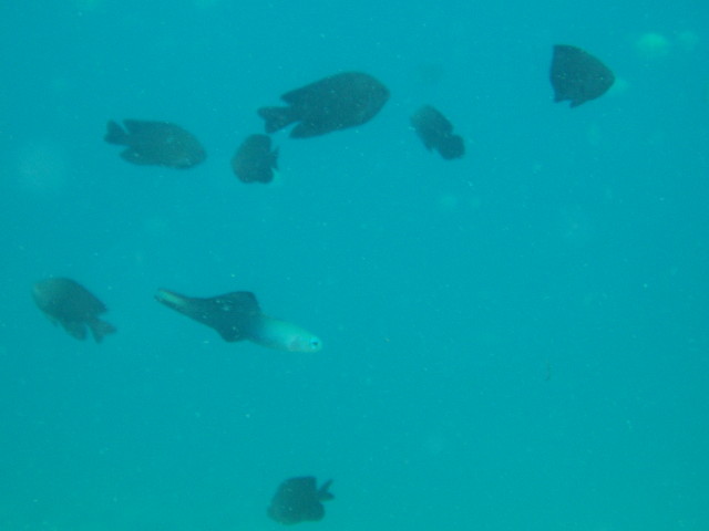 img0072.jpg