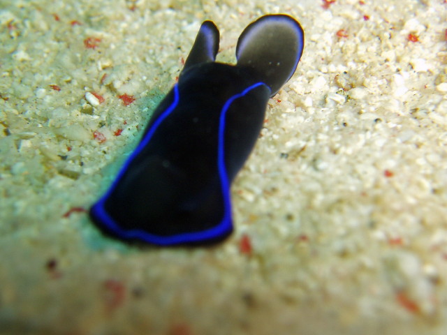 img0073.jpg