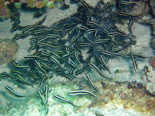 img0079.jpg