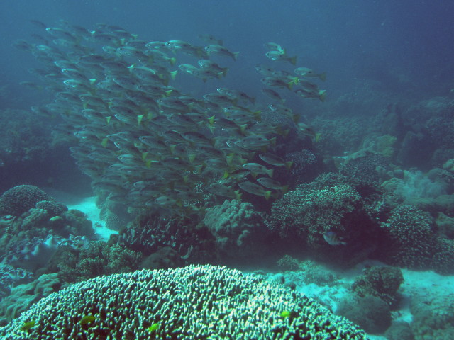 img0081.jpg