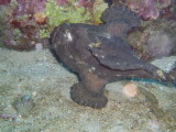 img0000.jpg