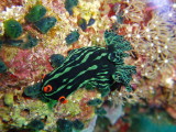 img0003.jpg