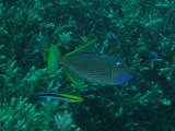img0013.jpg