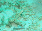 img0017.jpg