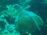 img0018.jpg
