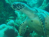 img0019.jpg