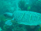 img0020.jpg