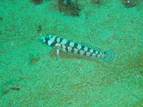 img0030.jpg