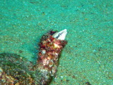 img0031.jpg