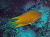 img0035.jpg