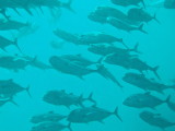 img0039.jpg