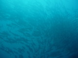 img0042.jpg