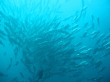 img0043.jpg