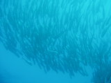 img0046.jpg