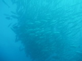 img0047.jpg