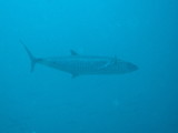 img0048.jpg